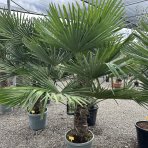 Palma konopná (Trachycarpus fortunei) - výška kmeňa 50-60 cm, celková výška 140-160 cm, kont. C55L (-17°C)